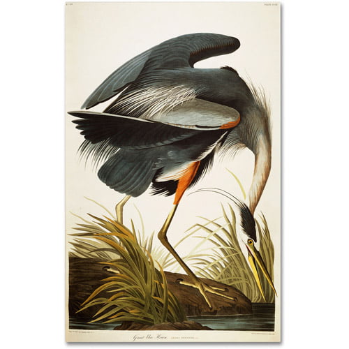 AUDUBON'S FINE ART POSTER brown pelican COLORFUL RARE detailed 24X36 HOT 